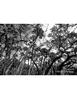 Myakka Magic