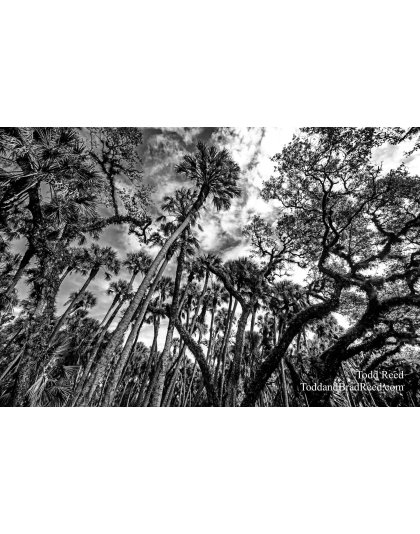 Myakka Magic