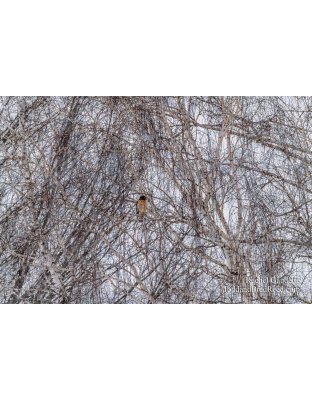 Perching on a Birch