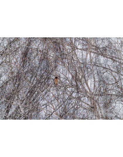 Perching on a Birch