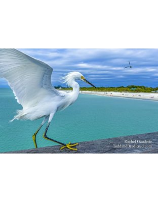 Pier Dancer