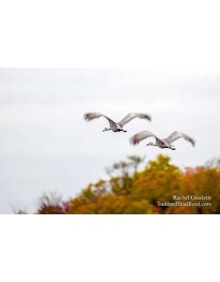 Sandhill Flyby