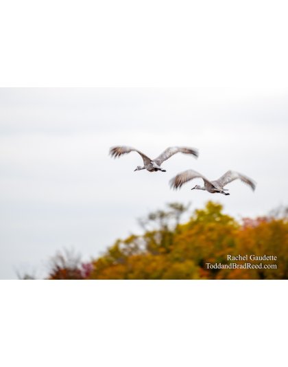 Sandhill Flyby