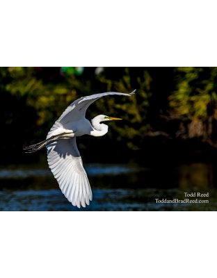 Graceful Flyer