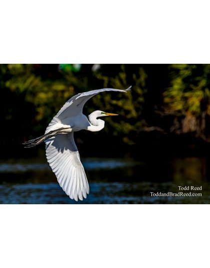 Graceful Flyer