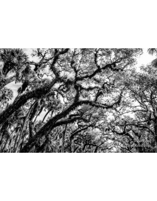 Myakka Maze