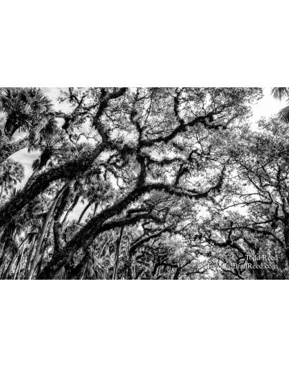 Myakka Maze