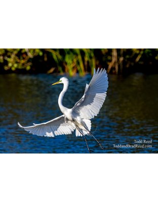 Rookery Showoff