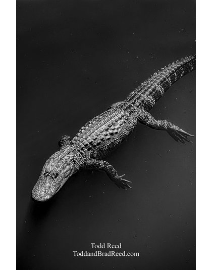 Steve the Alligator