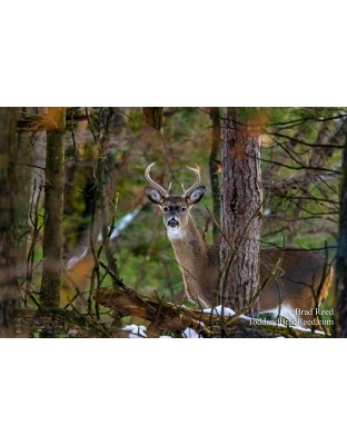 Brads Buck