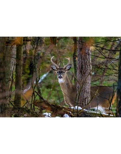 Brads Buck