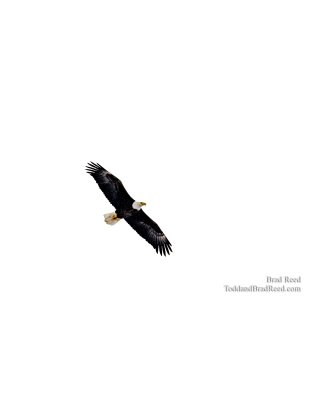 Circling for Food