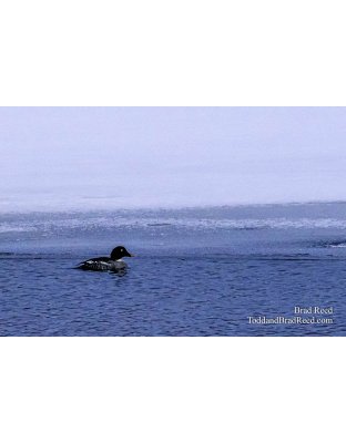 Lone Duck