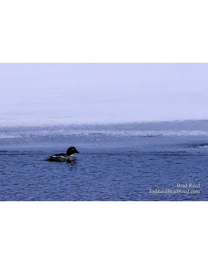 Lone Duck