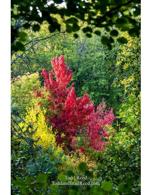 Window of Color