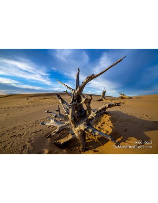 Ghost Forest