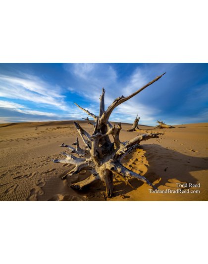 Ghost Forest