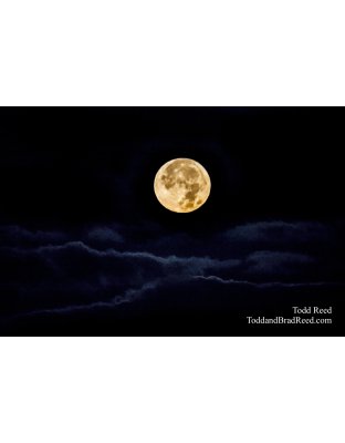Werewolf Dreams