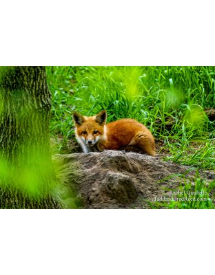 Morning Visitor