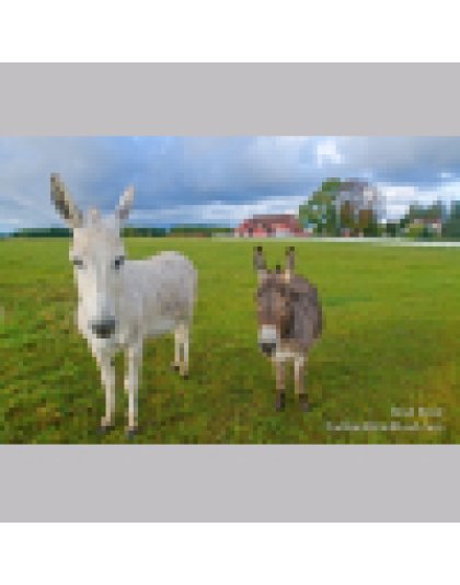 Donkey Greeting