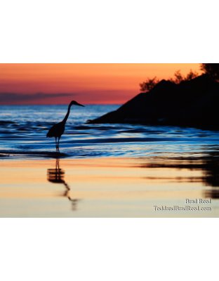 Great Blue 