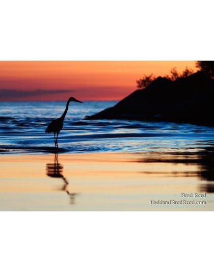 Great Blue 