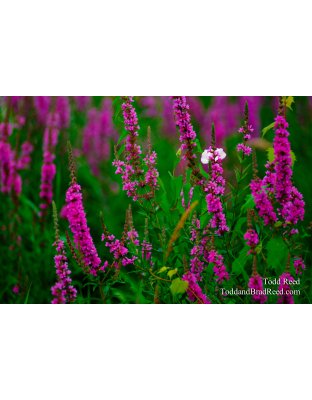 Color Purple