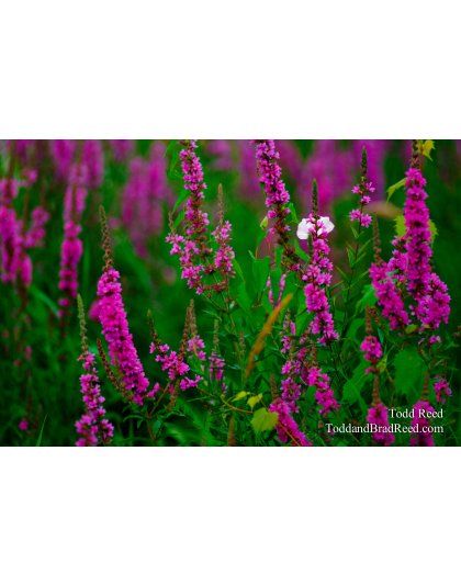 Color Purple