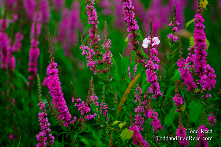 Color Purple