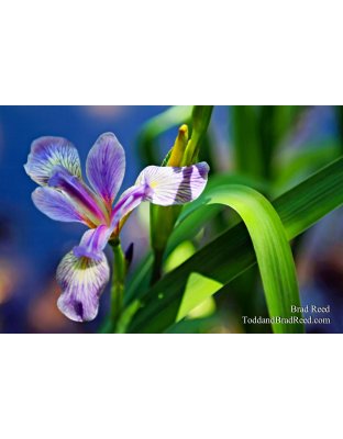 Iris