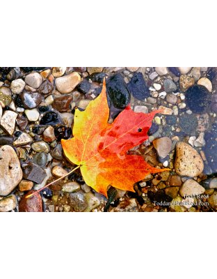 Autumn Gem