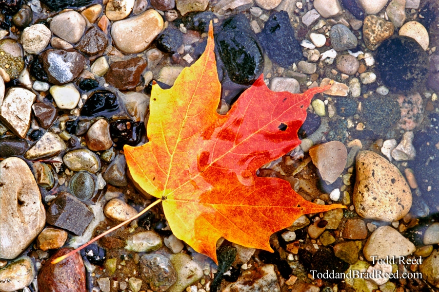 Autumn Gem