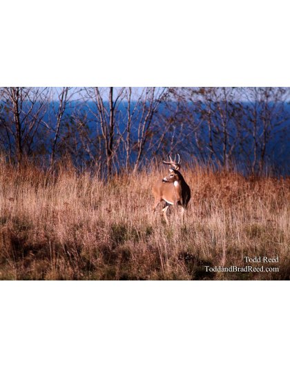 Big Lake Buck