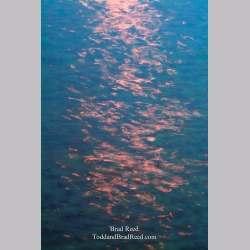 Tropical Illusion