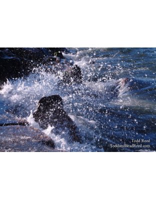 Splash