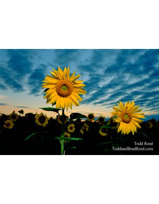 Sunflower Storm