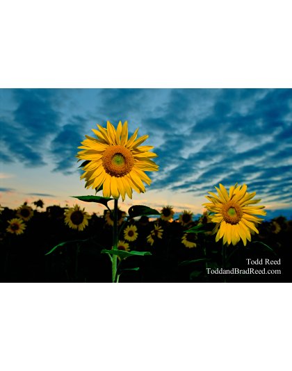 Sunflower Storm