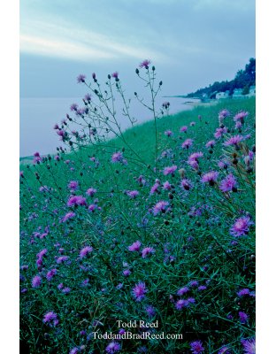 Purple Haze