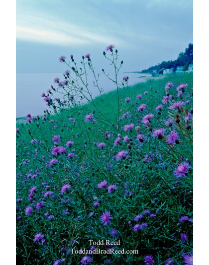 Purple Haze