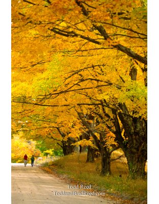 Country Lane