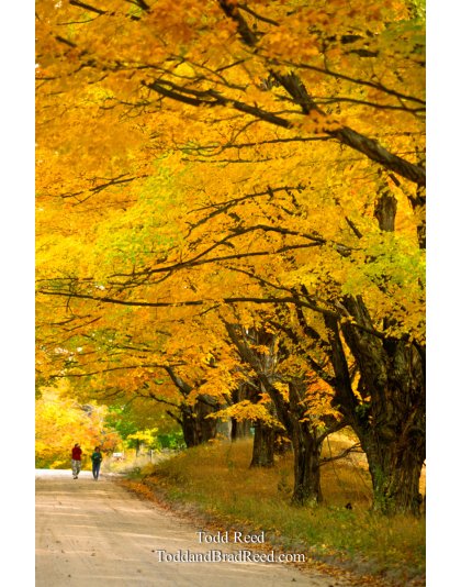 Country Lane