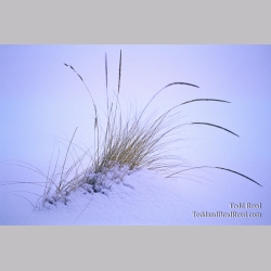 Winter Wisps