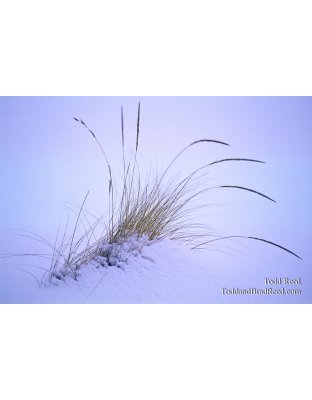 Winter Wisps