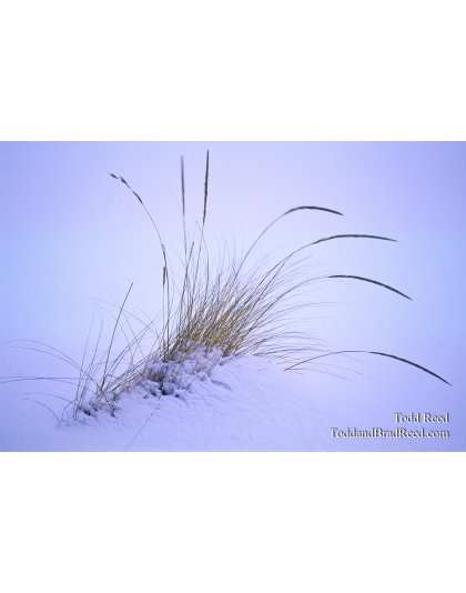 Winter Wisps