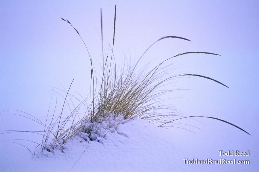 Winter Wisps