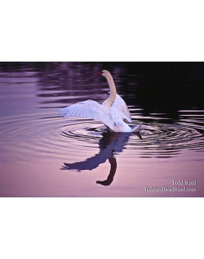 Reflections at Dawn