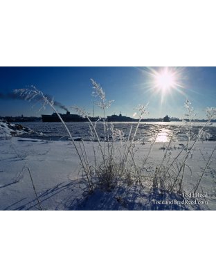 Frosty Outlook