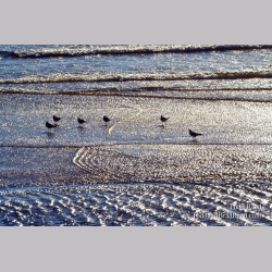 Shimmering Seagulls