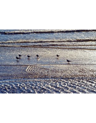 Shimmering Seagulls