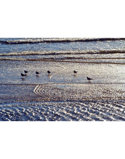 Shimmering Seagulls